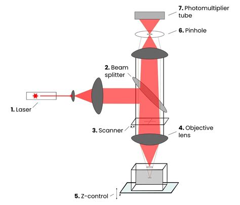 scanning lens microscope|Scan Lenses for Laser Scanning Microscopy .